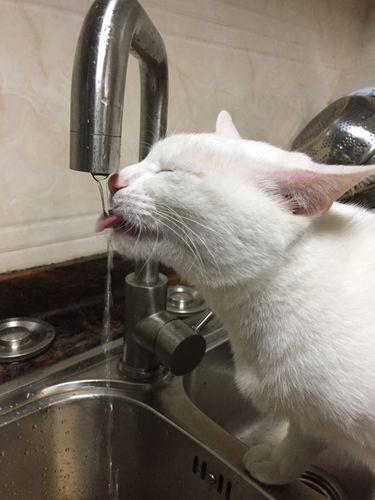 把猫的头尾吐掉吧然后剪掉水尾巴猫的尾巴变成白水龙头